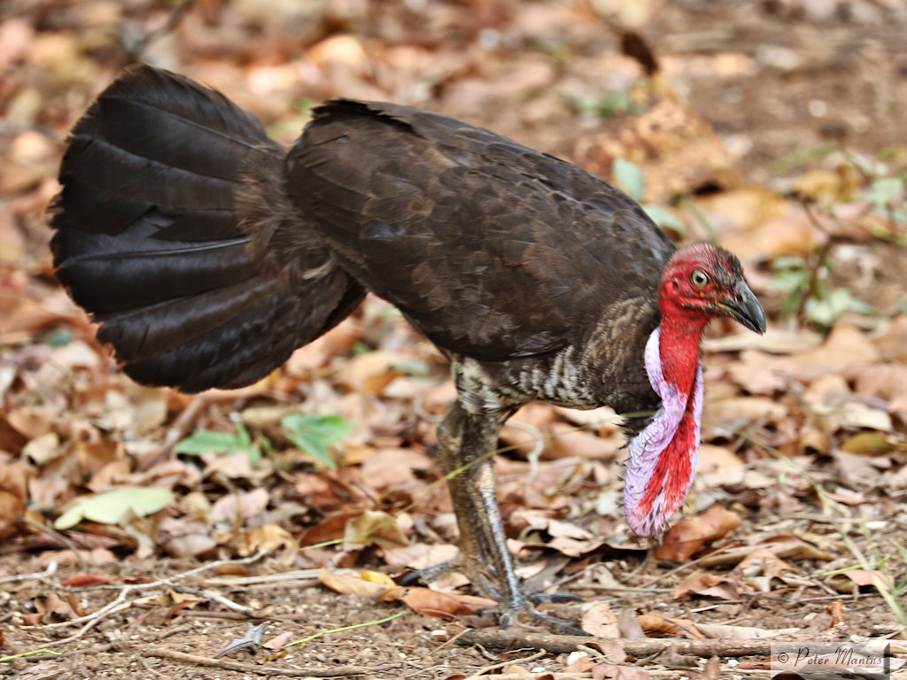 Australian Brushturkey