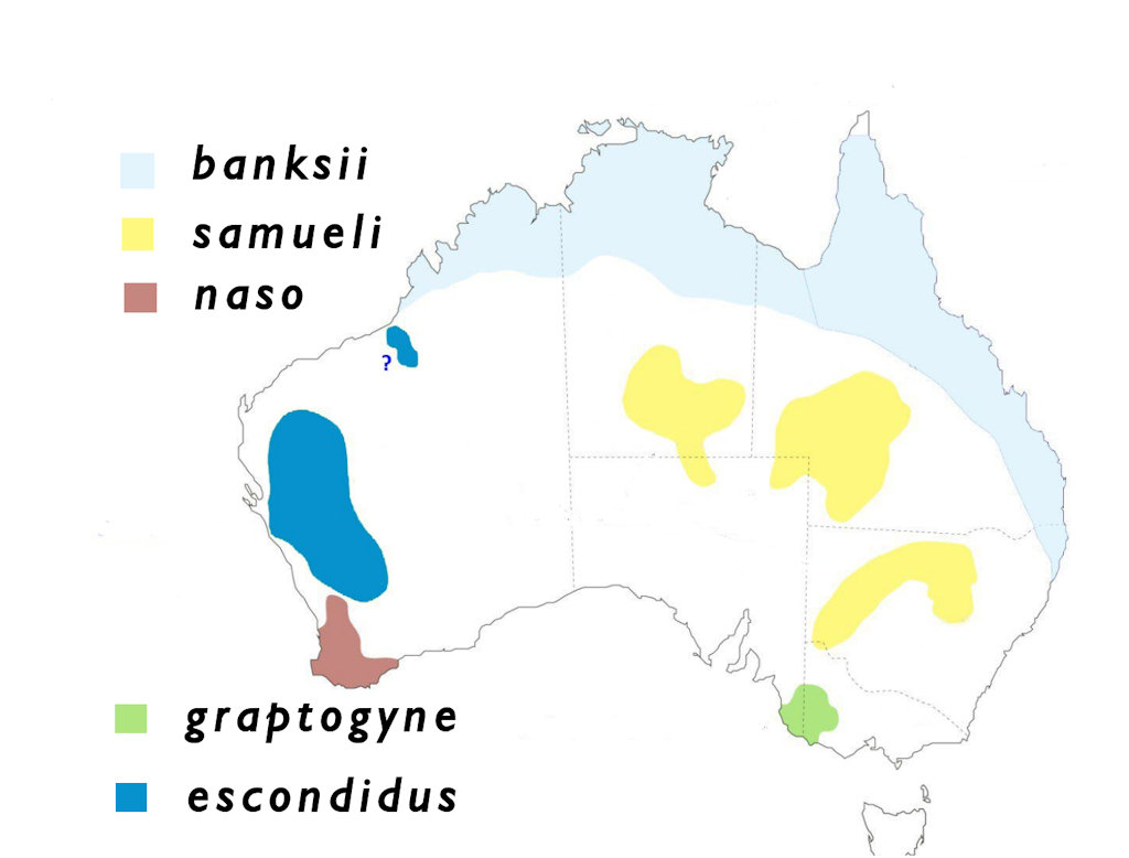 gang gang cockatoo range map