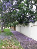 jacaranda_street_20110111.jpg